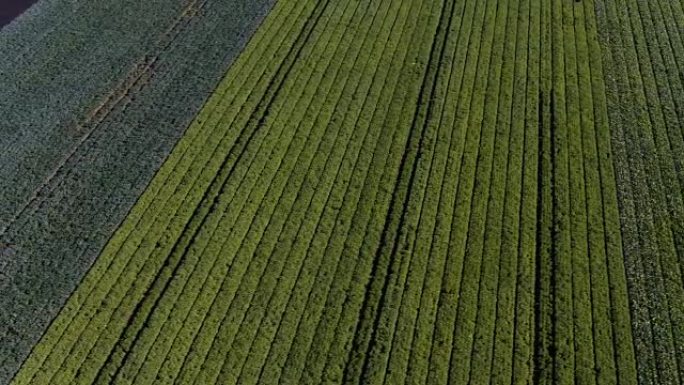 从上方拍摄的各种农业作物田的鸟瞰图