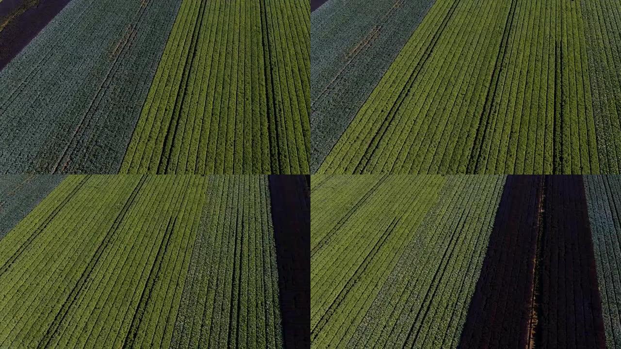 从上方拍摄的各种农业作物田的鸟瞰图