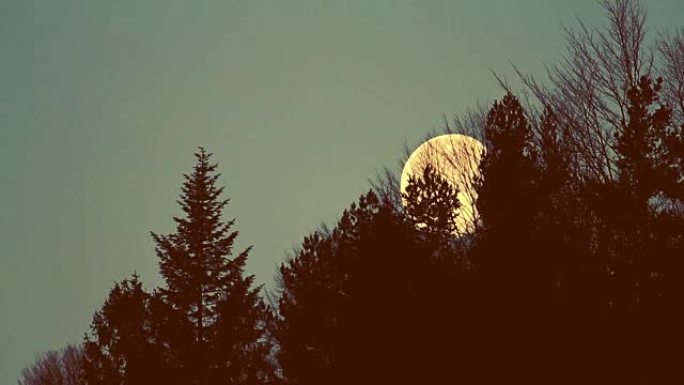 树木上的满月夜黑风高明月月光月球月圆夜