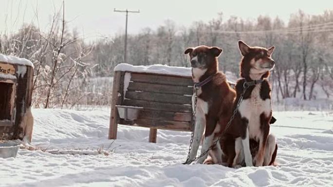 SLO MO两只雪橇犬