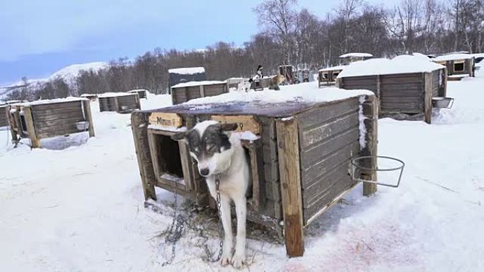 WS狗窝里的雪橇狗