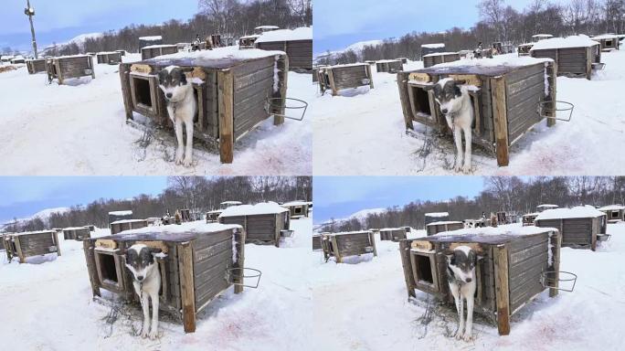 WS狗窝里的雪橇狗