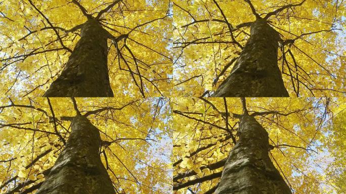 HD DOLLY：美丽的秋树