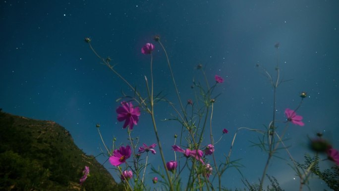 格桑花/波斯菊星空