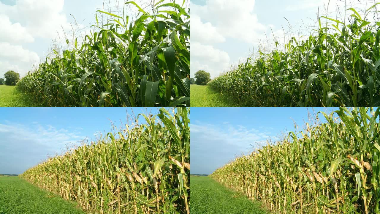 HD DOLLY：春天和秋天的玉米