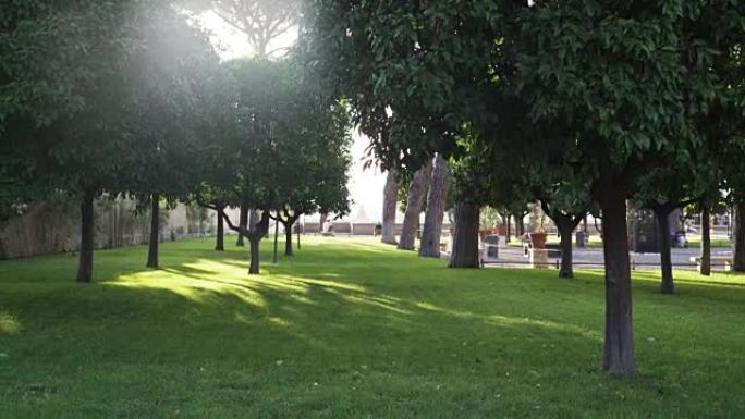 公园里的树巷。市中心的绿色绿洲