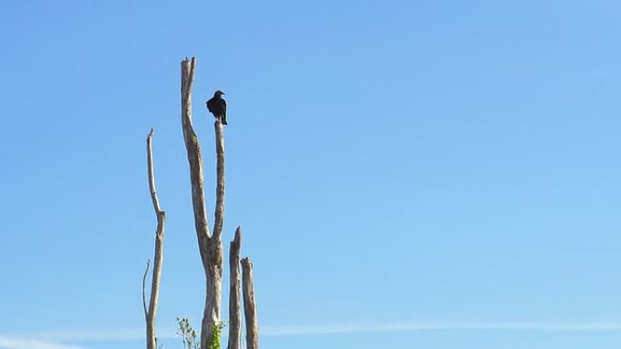 高清：大沼泽地国家公园里的鸟