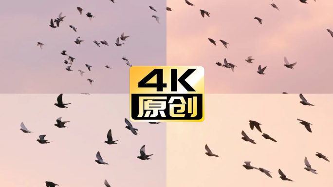 4K 日落逆光飞翔的鸽子 剪影 高速摄影