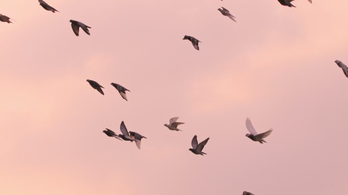 4K 日落逆光飞翔的鸽子 剪影 高速摄影
