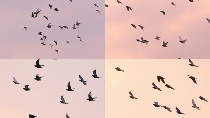 4K 日落逆光飞翔的鸽子 剪影 高速摄影