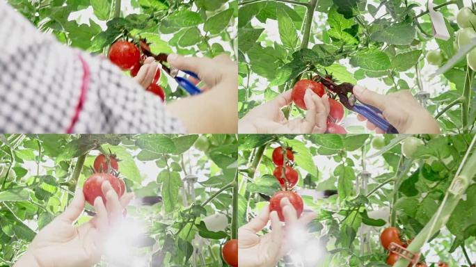 女园丁女士从植物上切下番茄