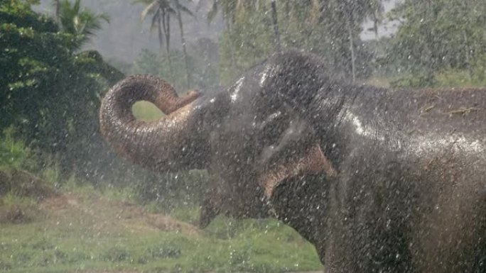 MS向斯里兰卡大象喷水