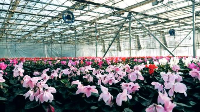 盛满仙客来花的温室，生长在花盆中。有很多花的工业温室。