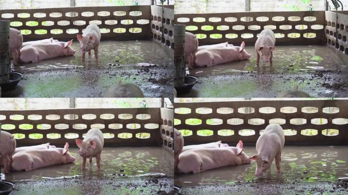 工厂养猪场，牲畜和家畜概念的4k镜头