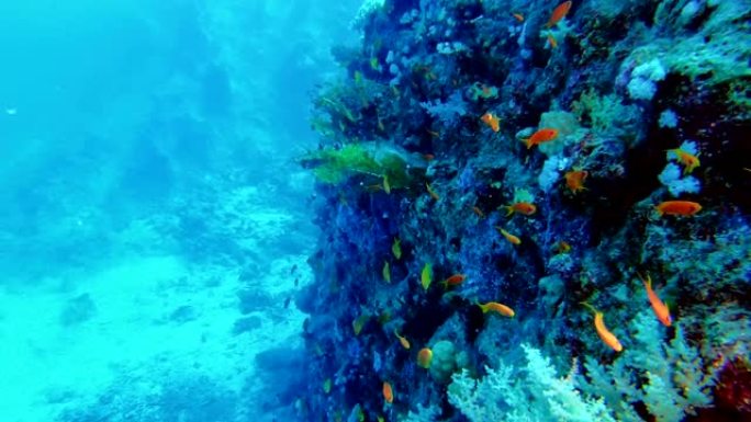 五颜六色的海底。珊瑚礁
