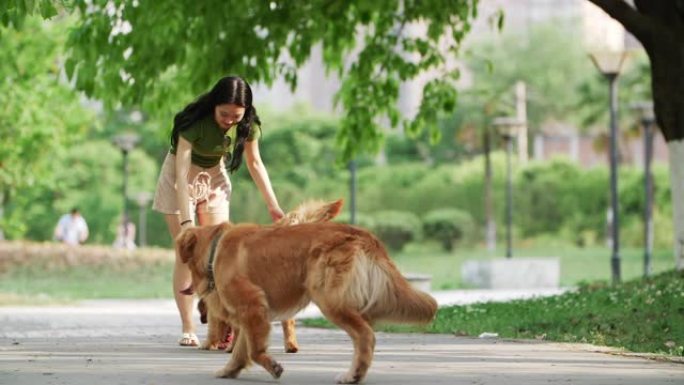 美丽的年轻中国女人在户外玩金毛寻回犬狗