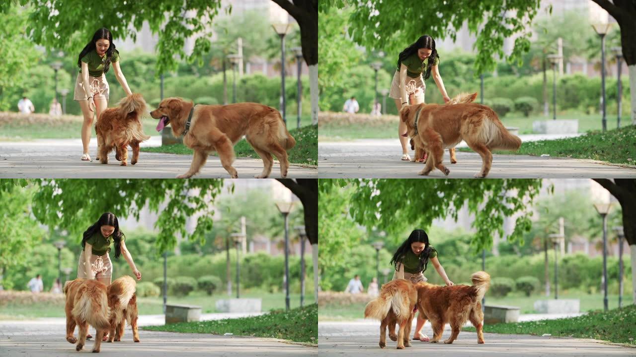 美丽的年轻中国女人在户外玩金毛寻回犬狗
