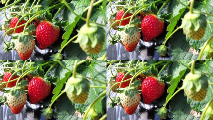 室内种植的日本草莓