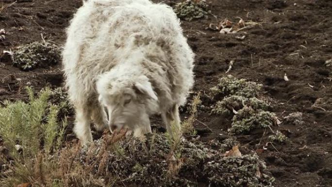 山上孤独的羊，在巴塔哥尼亚。