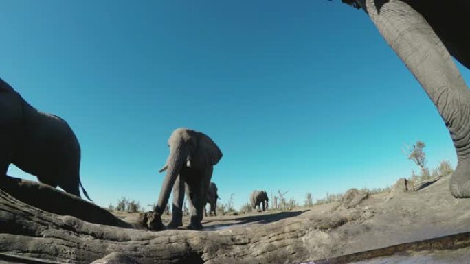 4k超特写低角度观察一头大象在水坑喝水，背景是另一头大象，博茨瓦纳