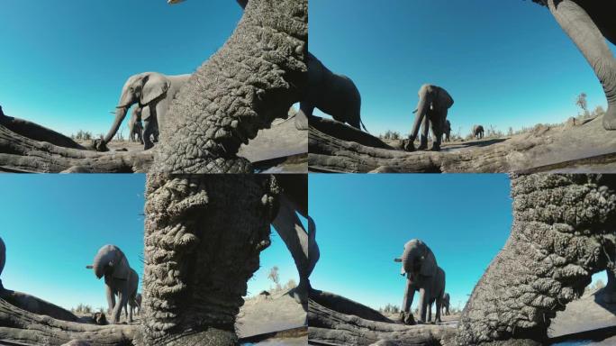 4k超特写低角度观察一头大象在水坑喝水，背景是另一头大象，博茨瓦纳