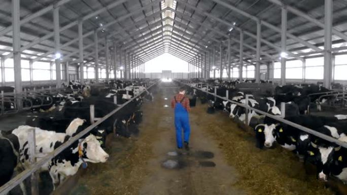 牛棚里有牲畜，还有一个男工人带着笔记本电脑沿着它走