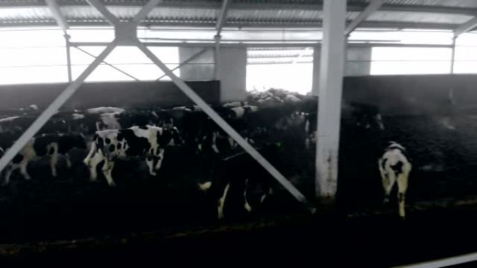 许多母牛正从附近跑出来