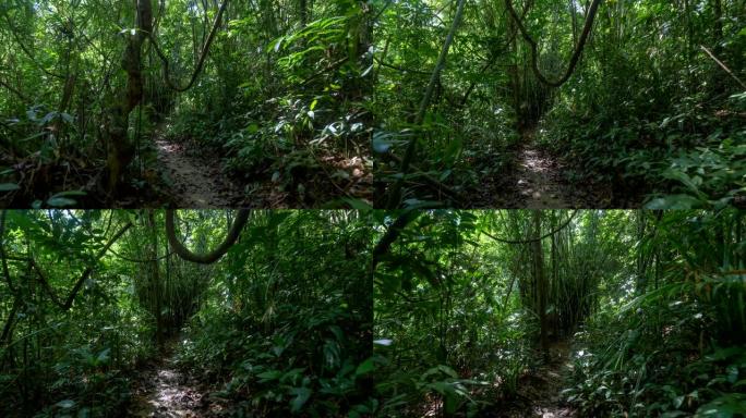 Steadicam运动拍摄了沿着热带森林小径徒步旅行的镜头。4K, UHD