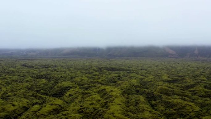 苔藓的草地云雾大雾雾气朦胧茂密茂盛