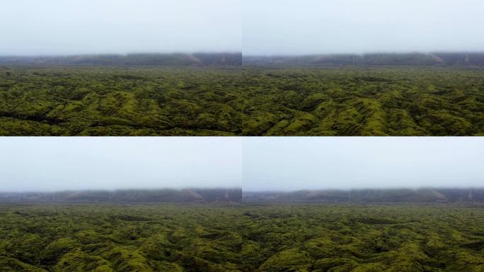 苔藓的草地云雾大雾雾气朦胧茂密茂盛