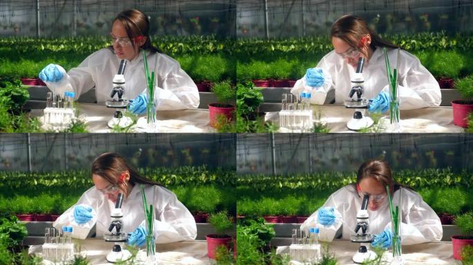 绿化专家正在使用显微镜。转基因概念。