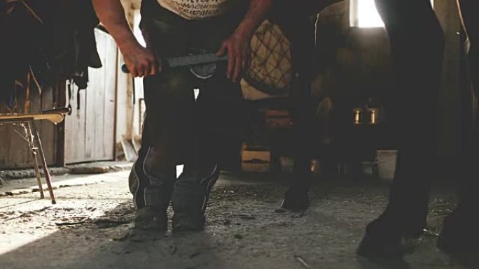 MS Farrier rasping a hoof