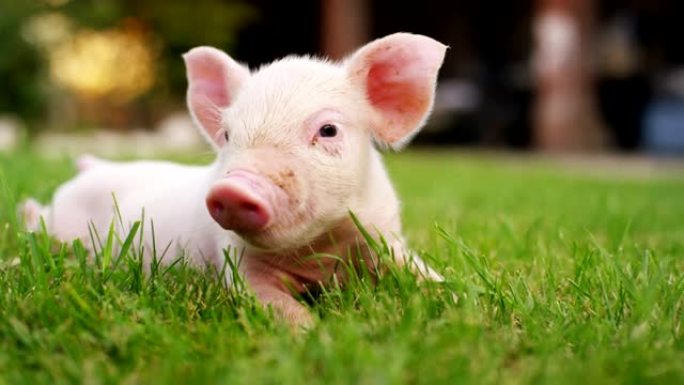 一只小狗猪在一个农民的农场的花园里带来了健康的，有机的，使它与正确的和天然的食物强壮而强劲的生长。