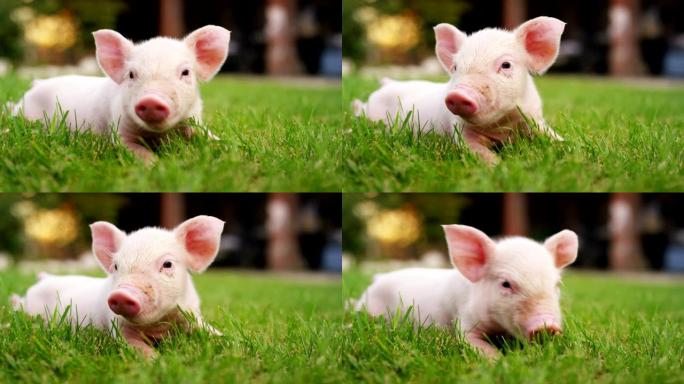 一只小狗猪在一个农民的农场的花园里带来了健康的，有机的，使它与正确的和天然的食物强壮而强劲的生长。