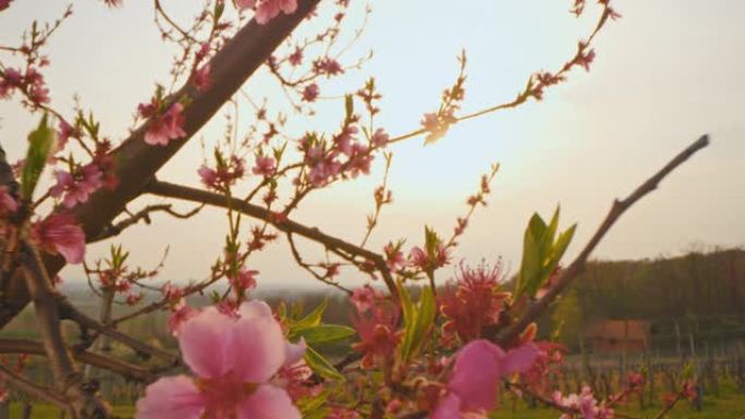 DS在日落时在盛开的树上开花