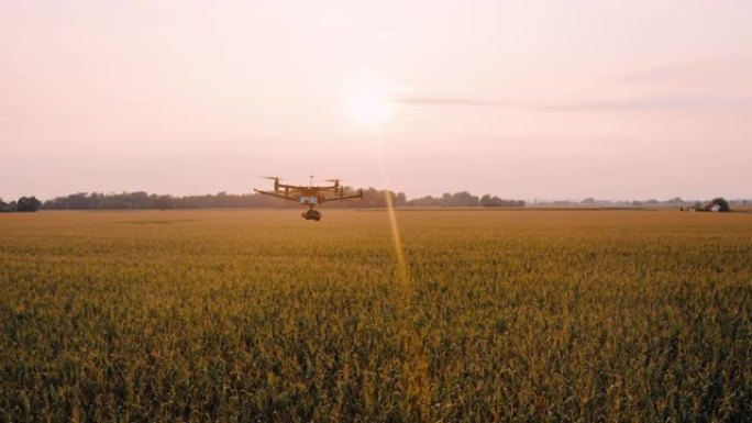 空中无人机在日落时飞越玉米田
