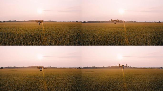 空中无人机在日落时飞越玉米田