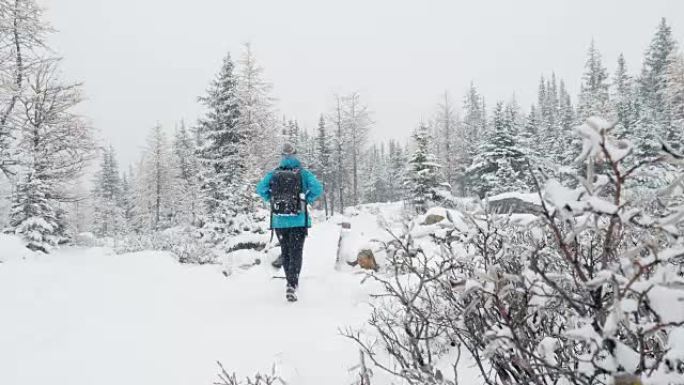 徒步旅行的女人在松树林的新鲜冬天雪上徒步旅行