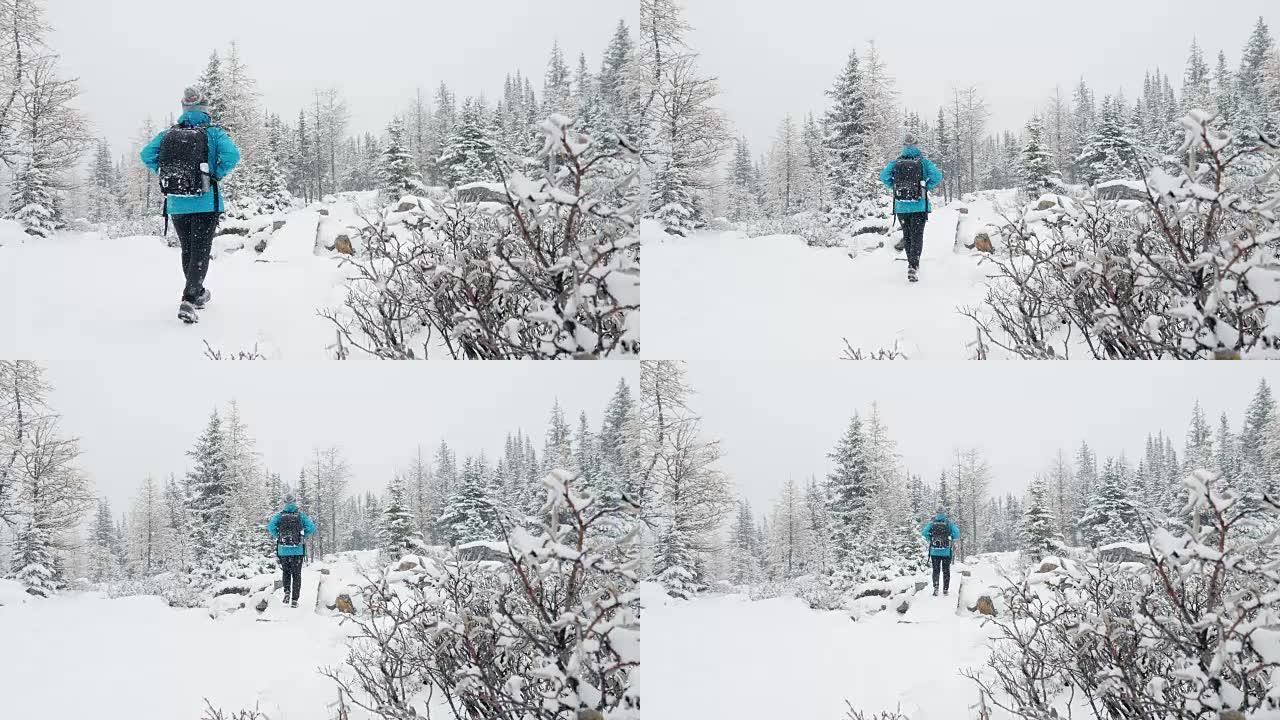 徒步旅行的女人在松树林的新鲜冬天雪上徒步旅行