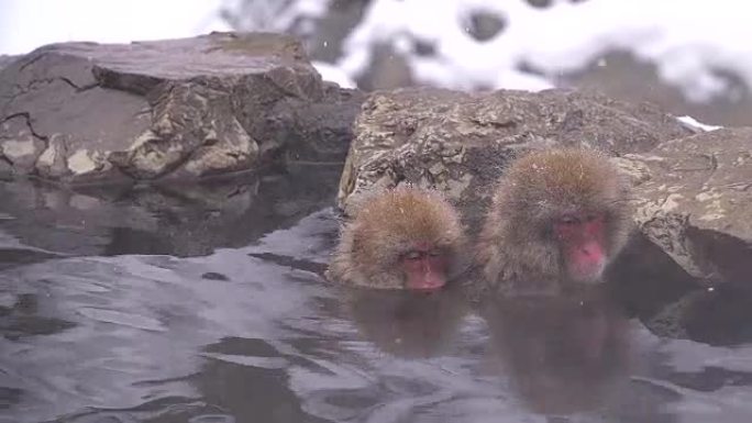 冬季，日本长野的日本猕猴或雪猴与温泉在雪猴公园或jigokudaani Yaen-Koen