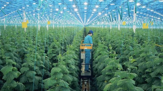 女性农业学家正在束缚绿色植物中的生长植物