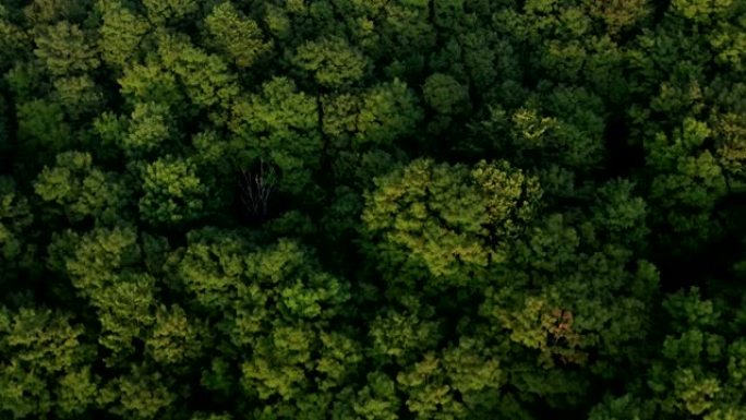 4k空中拍摄美丽的绿色森林。