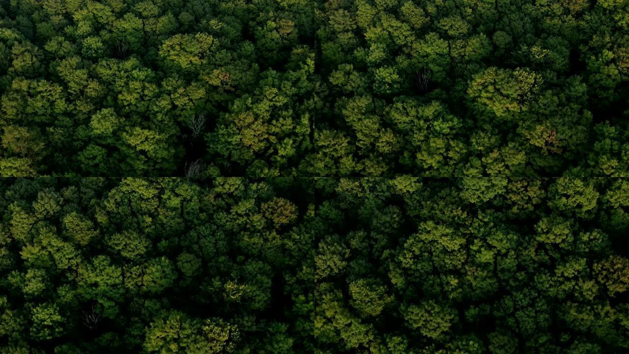4k空中拍摄美丽的绿色森林。