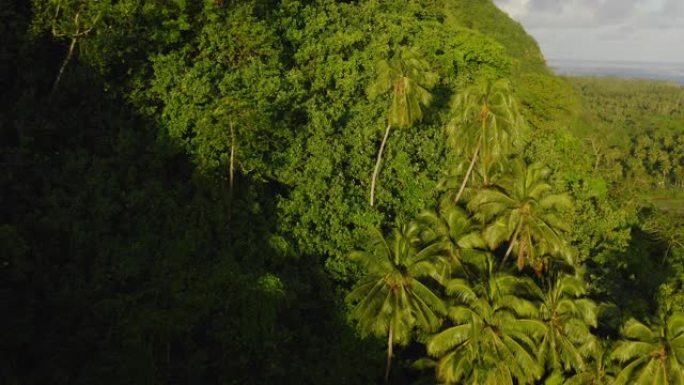 椰树的鸟瞰图热带雨林原始森林航拍丛林