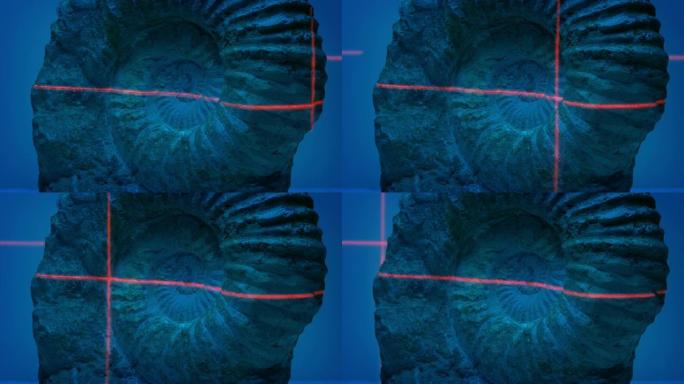 用激光扫描的菊石化石
