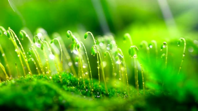 雨中的特写苔藓绿芽雨水草坪