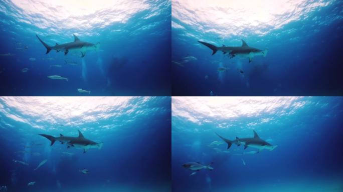 水下射击鲨鱼在群中游泳。