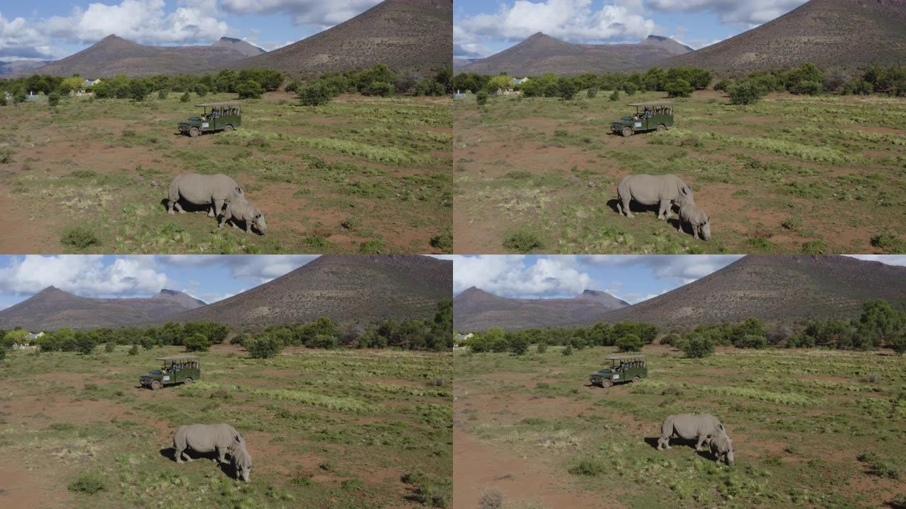 在野生动物园4x4游戏车中观看游客在自然保护区放牧的白犀牛的4k鸟瞰图