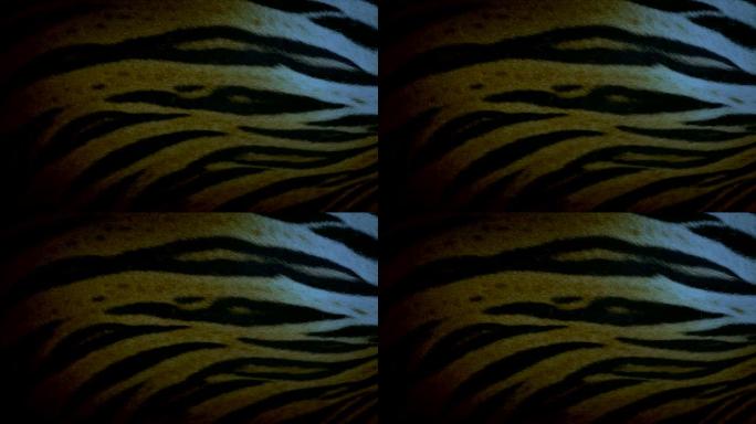 老虎在晚上呼吸细节