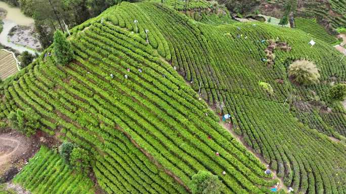 4K航拍保靖县黄金村黄金茶园茶旅茶园5